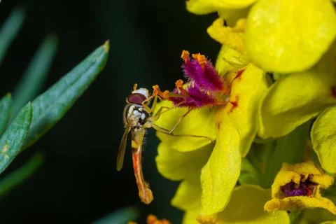 Macro of a long hoverfly Sphaerophoria scripta of the Syrphidae family on a y Stock Photos