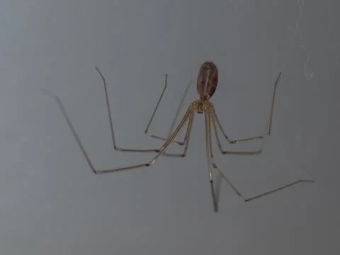 Macro of a long-legged cellar spider (Pholcus phalangioides) hanging in its.. 写真素材
