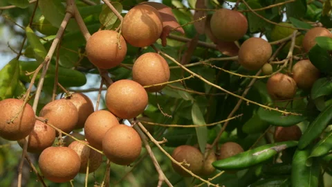 Macro Longan Fruit Bunch Catching Fresh Morning Sunlight Stock-Footage 337238113