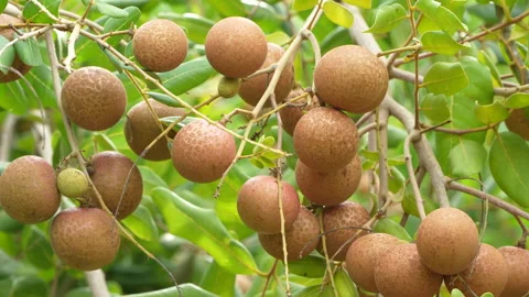 Macro Longan Fruit Twigs Growing On Branches In Vietnam Garden Stock Footage 337238408