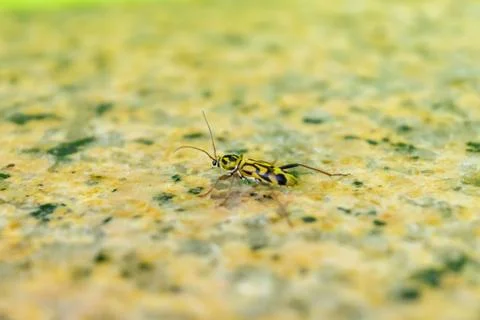 Macro Longhorn Beetle On Stone Surface Stock Photos