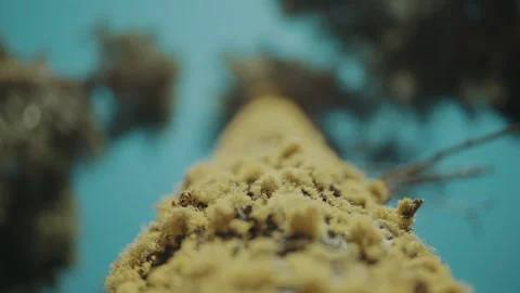 Macro looking up a yellow lichen covered tree trunk in California Video stock 348048427