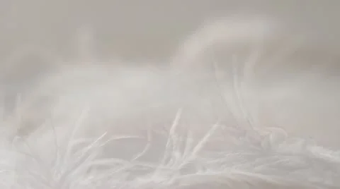 Macro, loose strands of white feathers, light breeze, white background. HD 1080p Stock Footage 21439898