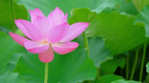 Macro Lotus Flower Close-up – Suining, China Stock Footage 337401251