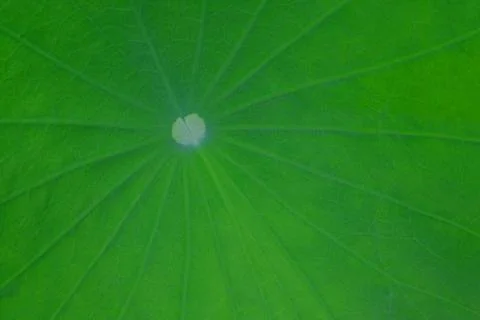 Macro lotus leaf texture, Closeup green lotus leave, Leaf Texture wallpaper Stock Photos