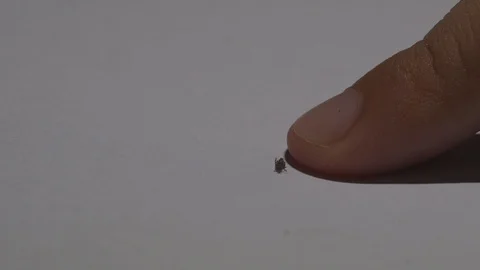 Macro louse on white paper background and finger of kids Stock Footage 129113136