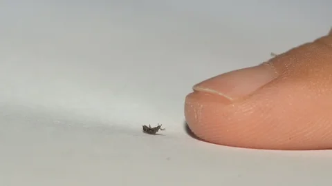 Macro louse on white paper background and finger of kids Vídeos de archivo 129113555