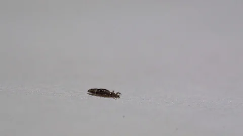 Macro louse on white paper background  Stock Footage 129113666