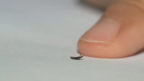 Macro louse on white paper background and finger of kids Stock Footage 129113671