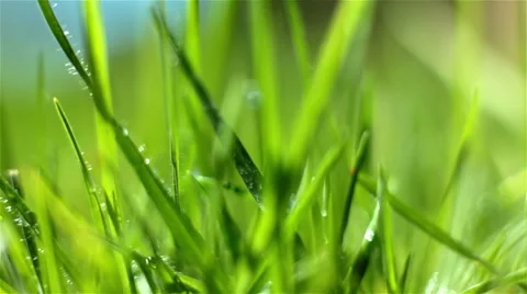 Macro low angle grass background Stock Footage 41408150