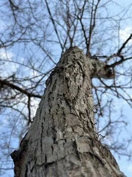 A macro low angle shot at an old tree at sumbawa Stock Photos