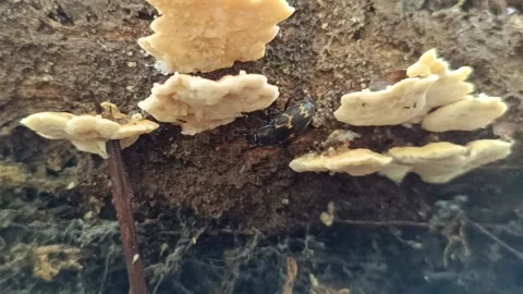 Macro Low-Angle: White Mushroom Underside Close-Up Stockbeeldmateriaal 332051505