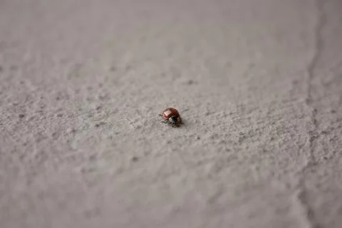 Macro low point red ladybug front view crawling on a concrete surface on a br Stock Photos