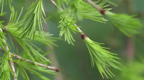 Macro Lush Green Spring Leaves Foliage Bursting into New Life in Spring Woodland Stock-Footage 50336811