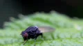 Macro Madness extrem - resting fly on a green leave HD Footage