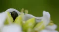 Macro Madness - extreme little beetle HD Footage