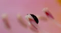 Macro Madness extreme - little eating bug moving in pink flower HD Footage