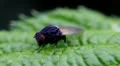 Macro Madness - Fly on a green leave HD Footage