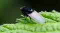Macro Madness - Fly starting from a leave HD Footage