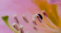 Macro Madness - little bug in pink yellow flower HD Footage
