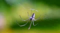 Macro Madness - little eating Spider HD Footage