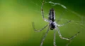 Macro Madness - little Spider extreme close up HD Footage