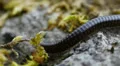 Macro Madness - Myriapoda sp. insect HD Footage