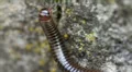 Macro Madness - Myriapoda sp. insect HD Footage