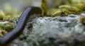 Macro Madness - Myriapoda sp. insect HD Footage