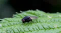 Macro Madness - resting fly on a green leave HD Footage