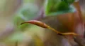 Macro Madness - single closed moss flower still life HD Footage