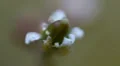 Macro Madness - single Moss flower still life HD Footage