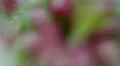 Macro Madness - Zoom Out of a colored Flower HD Footage