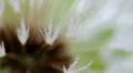 Macro Madness - Zoom In a wet Dandelion HD Footage