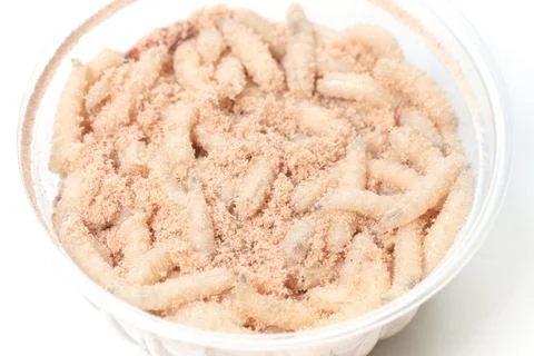 Macro maggot in a container, fish bait fishing Stock-Fotos