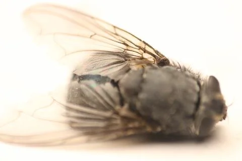 Macro Magic: Capturing the Intricate Beauty of a Fly Up Close Foto stock
