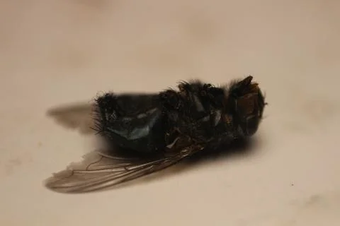Macro Magic: Capturing the Intricate Beauty of a Fly Up Close Stock Photos