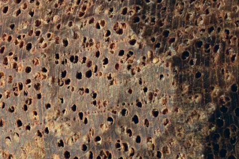 Macro mahogany texture Stock Photos