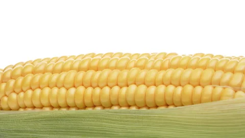 Macro of maize ear rotating. Isolated on white background. Vídeo Stock 159159258