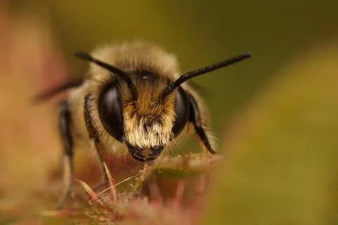 Macro of a male Patchwork leafcutter bee on leaves Fotos de archivo