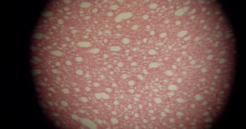 Macro of a Mammal kidney with pan through a microscope Stock Footage 110660710