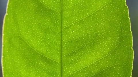 Macro Mandarin Leaf Texture Backlit With Visible Citrus Veins Stock Footage 346510174