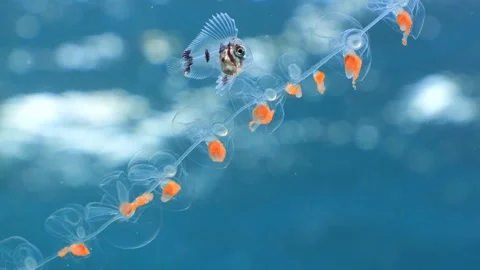 Macro of Manefish on Siphonophore Staring at Camera Stock Footage 334784734