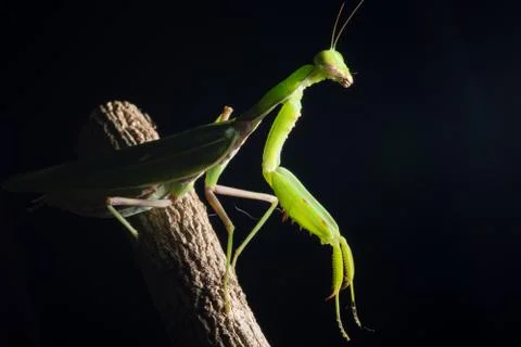 Macro Mantis Green on the Branch Stock Photos