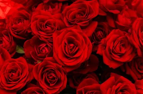 Macro of many bright red roses on a blurred black background Stock Photos