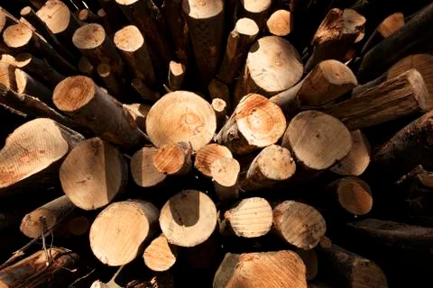 Macro of many cut trees. Stock Photos
