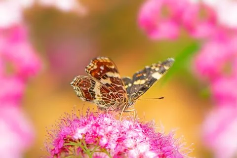 Macro of a map butterlay on a flower Stock Photos