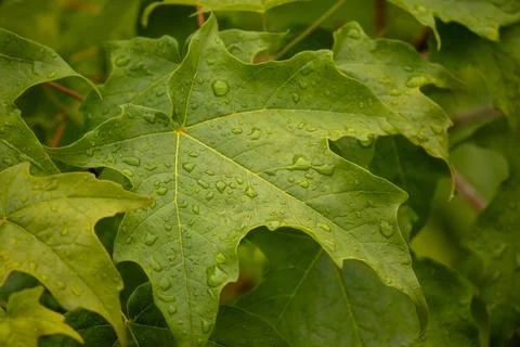 Macro of a maple leaf in the rain Stock Photos