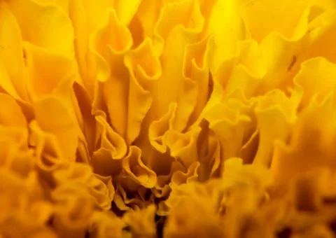 The macro of marigold flower Stock Photos