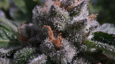 Macro Marijuana Bud Trichomes Stock Footage 137563292